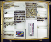 Media resource of Anoplius cylindricus