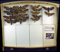 Media resource of Pachylia syces