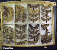 Media resource of Pachysphinx modesta