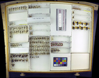 Media resource of Chirodamus deceptus