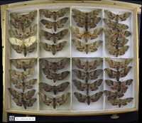 Pachysphinx modesta image