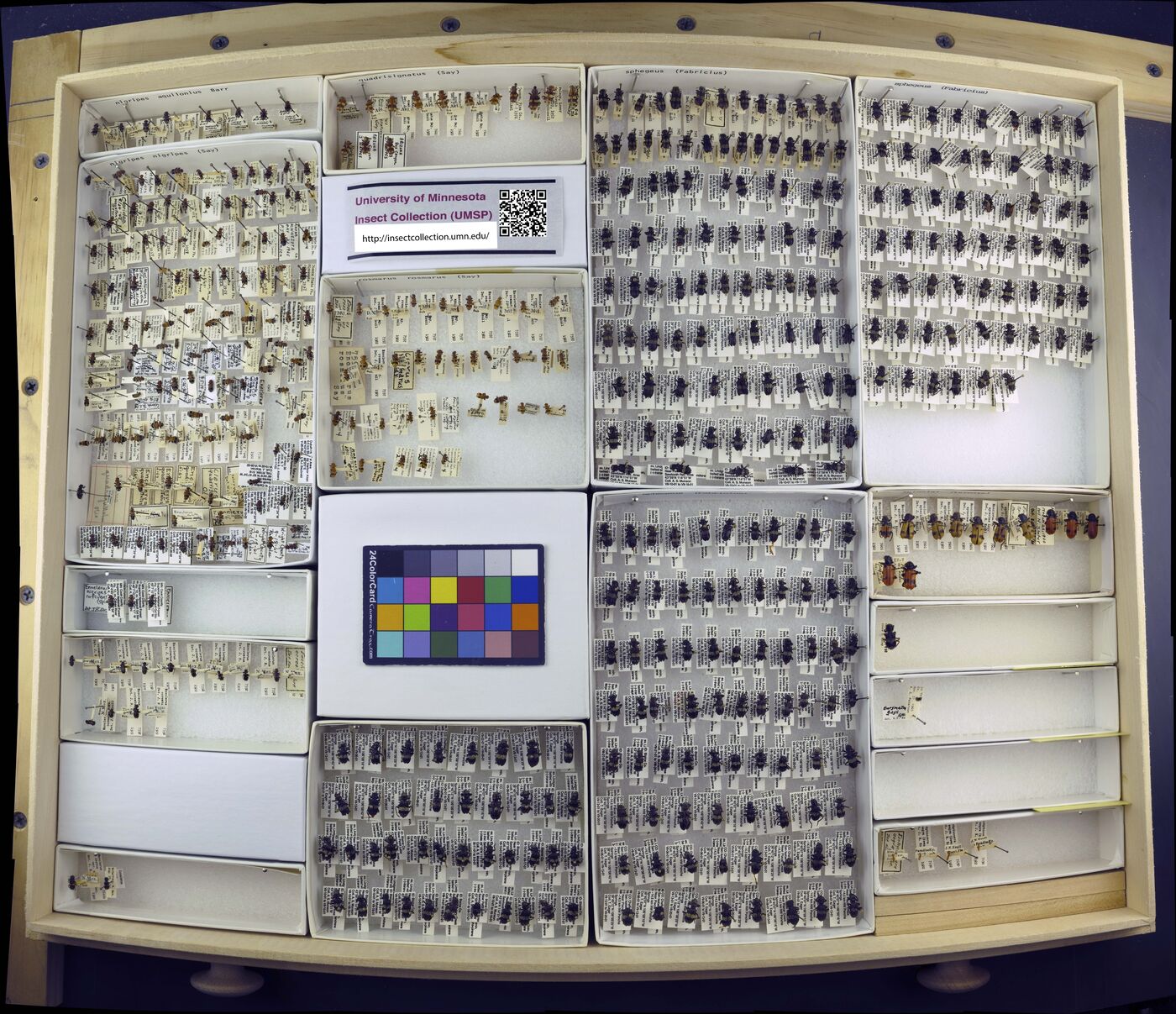 Enoclerus sphegeus image