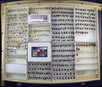 Media resource of Enoclerus sphegeus