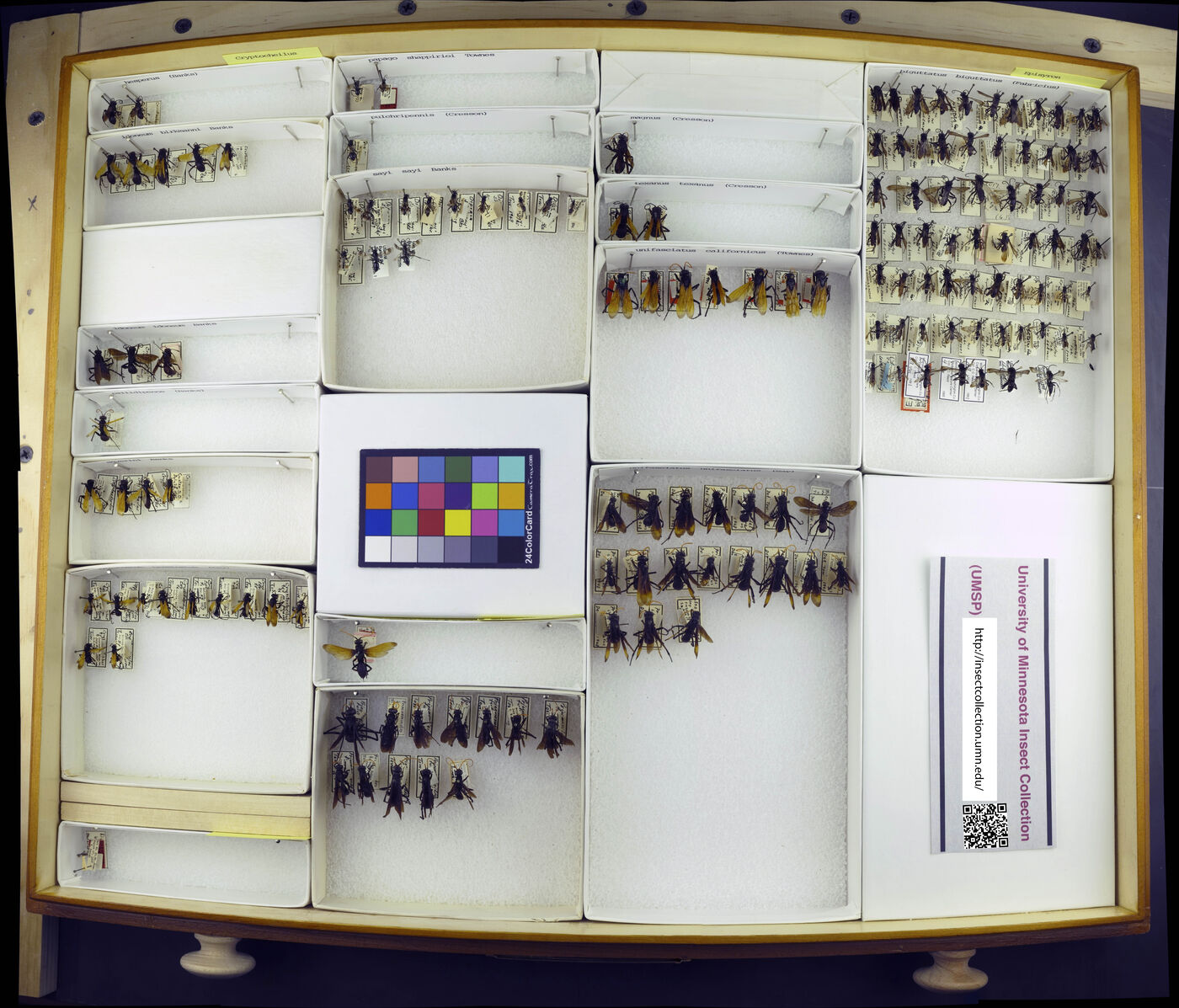 Cryptocheilus hesperus image