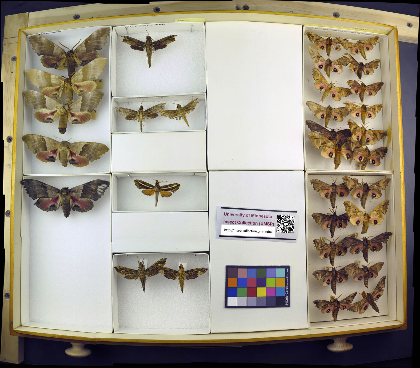 Paonias excaecata image