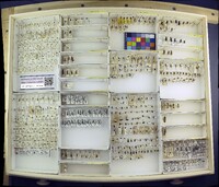 Media resource of Korynetes caeruleus