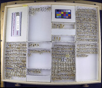 Media resource of Sigara defecta