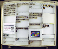 Media resource of Evagetes crassicornis