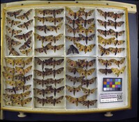 Paonias excaecata image