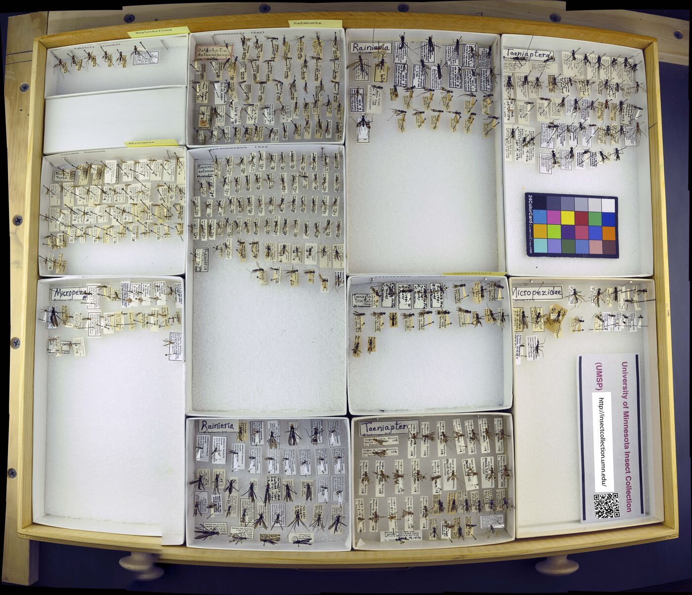 Hoplocheiloma fabricii image