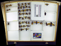 Media resource of Monodontonyx pawana