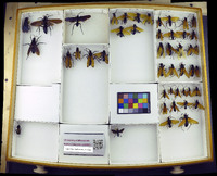 Media resource of Pepsis grossa