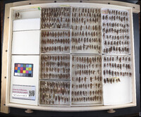 Media resource of Ageneotettix deorum