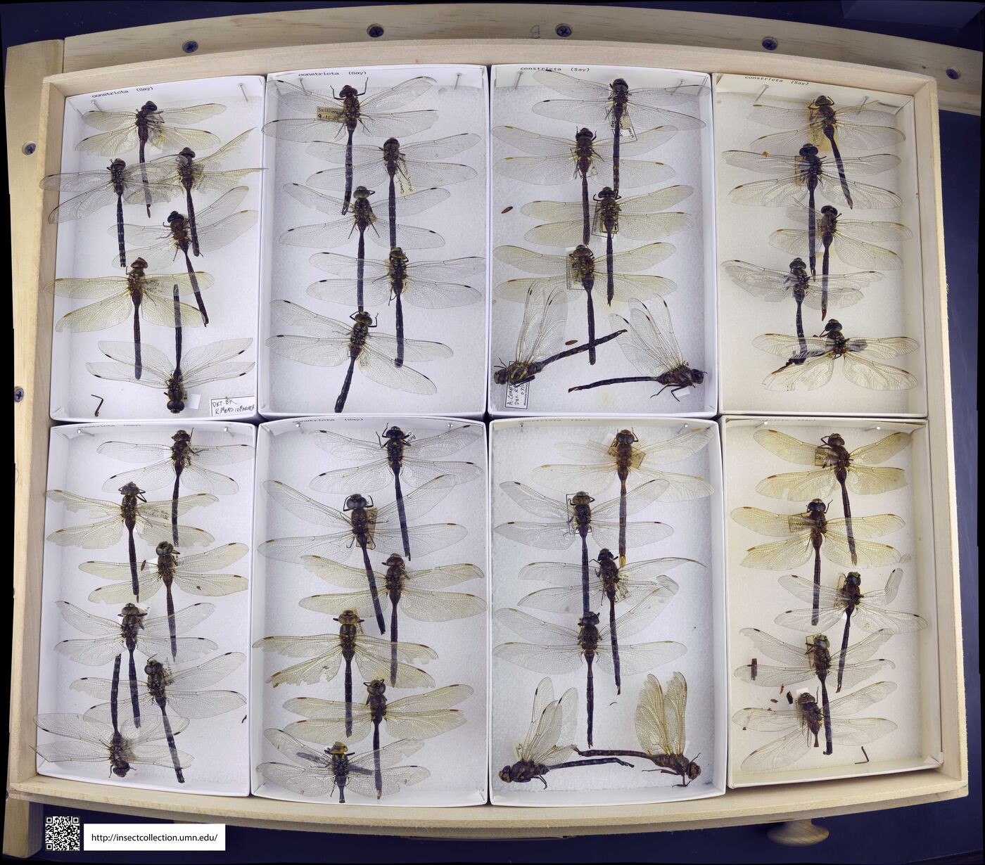 Aeshna constricta image