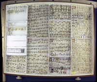 Media resource of Aleiodes scrutator