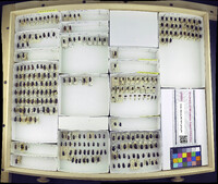 Media resource of Amara alpina