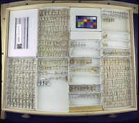 Media resource of Aedes hexodontus