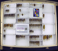 Media resource of Guyalna bogotana