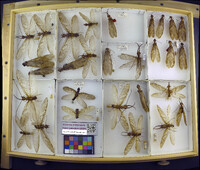 Media resource of Corydalus clauseni