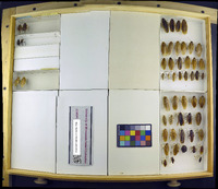 Media resource of Epilampra abdomen-nigrum