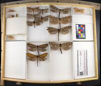 Media resource of Oncopera intricata