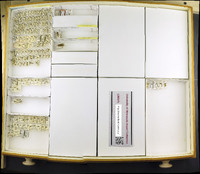 Media resource of Acordulecera dorsalis