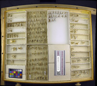 Media resource of Nephrotoma macrocera