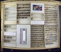 Media resource of Tillus elongatus