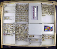 Media resource of Sigara quebecensis