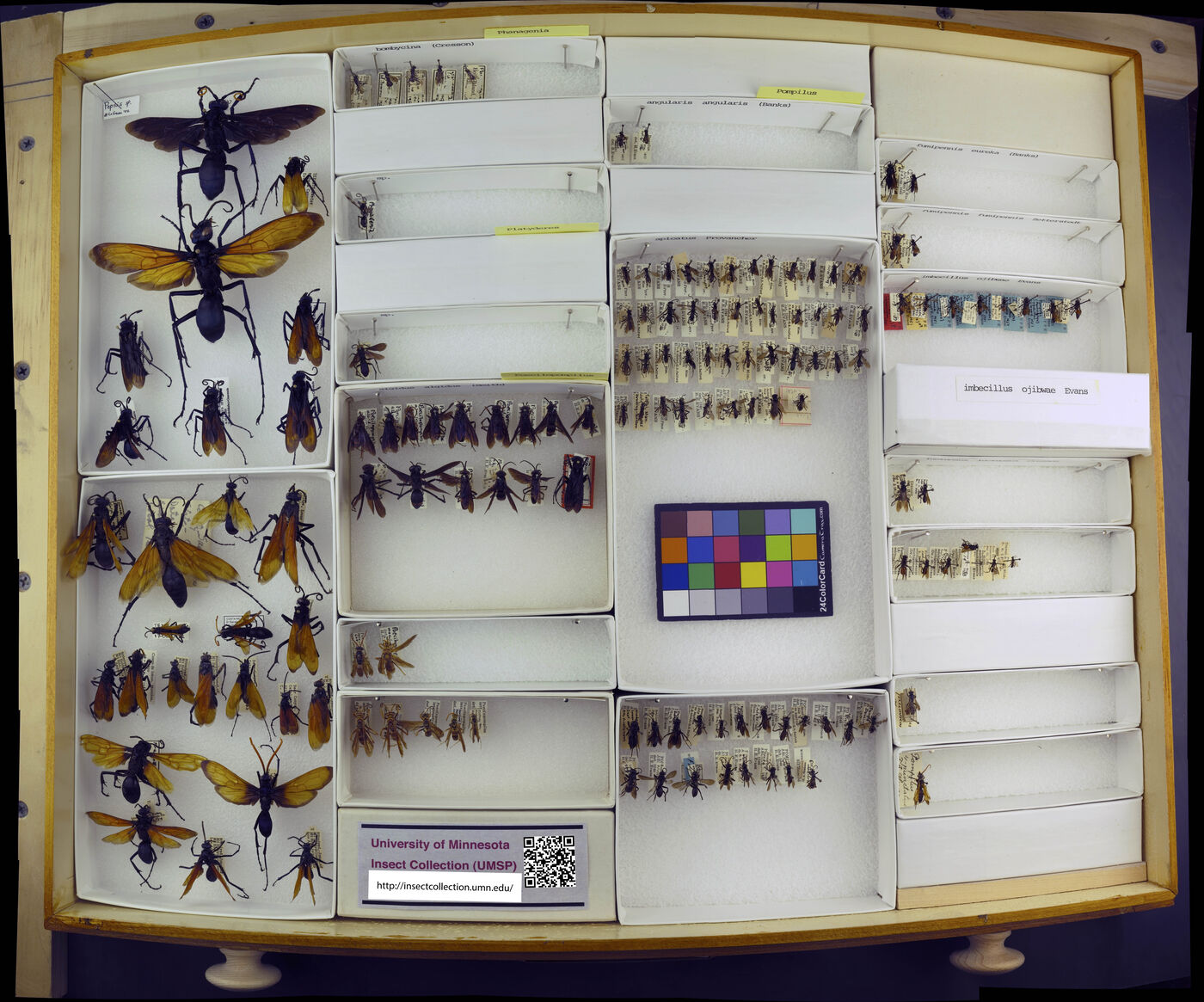 Pompilus angularis image