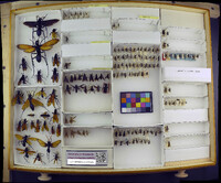 Media resource of Pompilus angularis