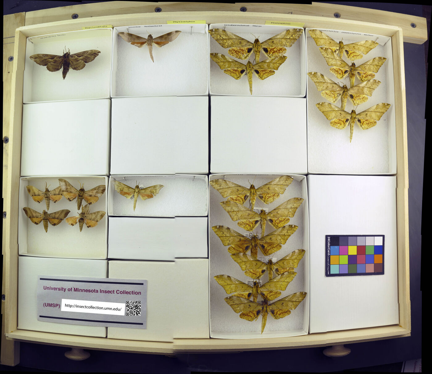 Platysphinx constrigilis image