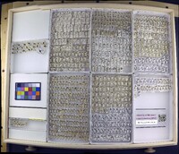 Media resource of Trichocorixa borealis