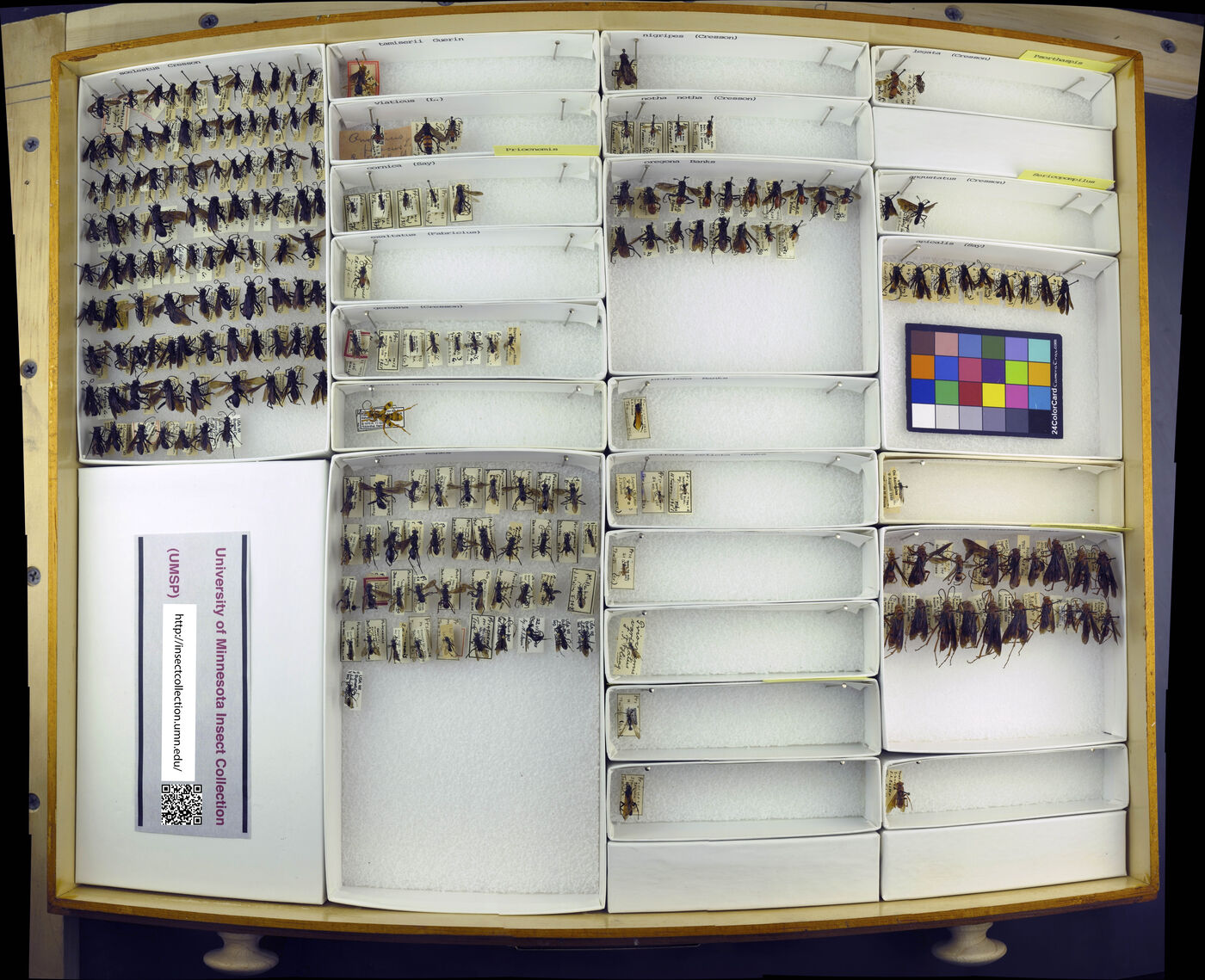 Priocnemis cornica image