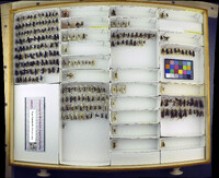 Media resource of Priocnemis cornica