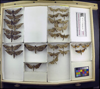 Media resource of Polyptychus affinis