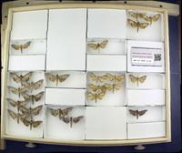 Media resource of Polyptychus anochus