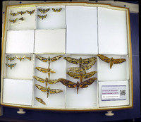 Media resource of Proserpinus clarkiae