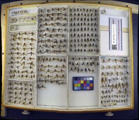 Media resource of Pyrgotella chagnoni