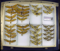 Media resource of Protambulyx strigilis