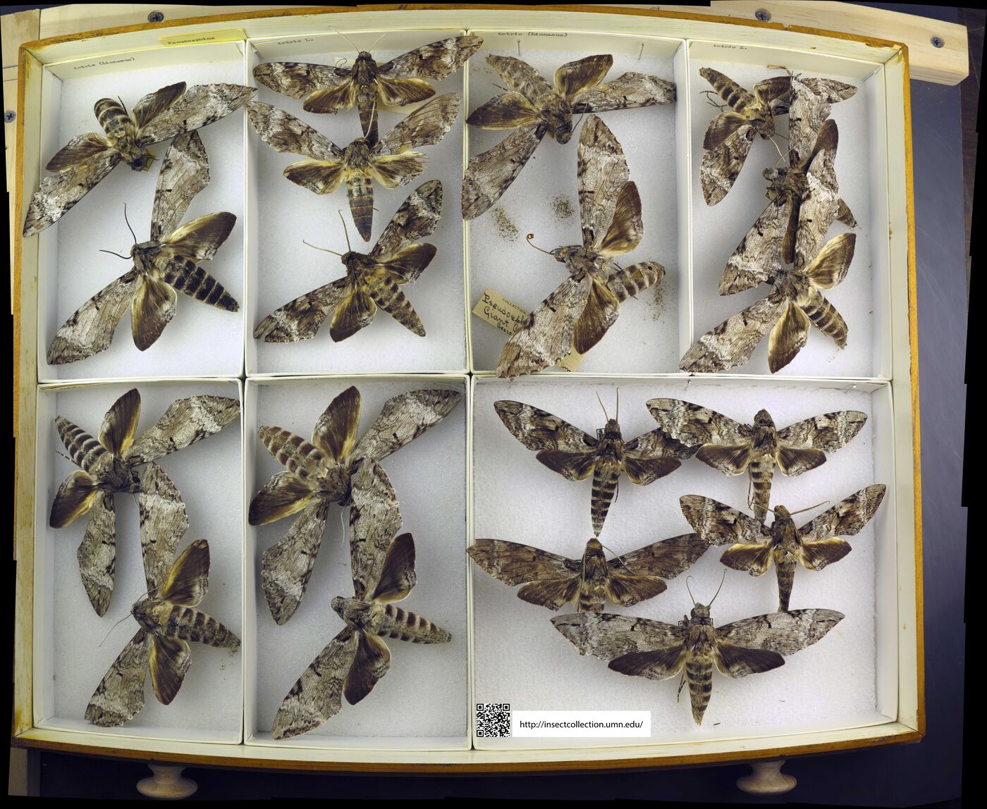 Pseudoclanis postica image