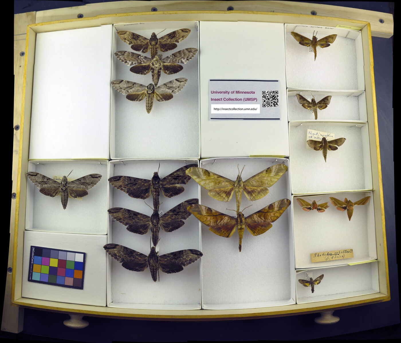 Pseudosphinx tetrio image