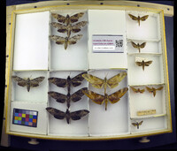 Media resource of Pseudosphinx tetrio