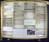 Media resource of Myiomyrmica fenestrata