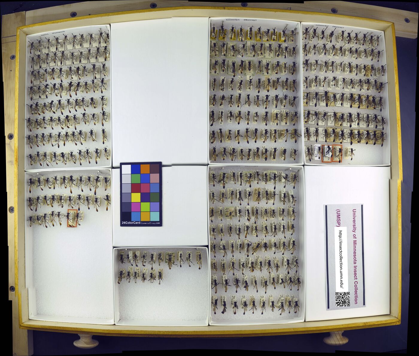 Ammophila harti image