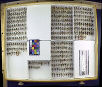 Media resource of Ammophila harti