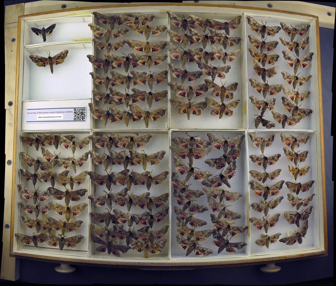 Rhadinopasa hornimani image