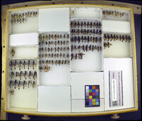 Media resource of Ammophila leoparda