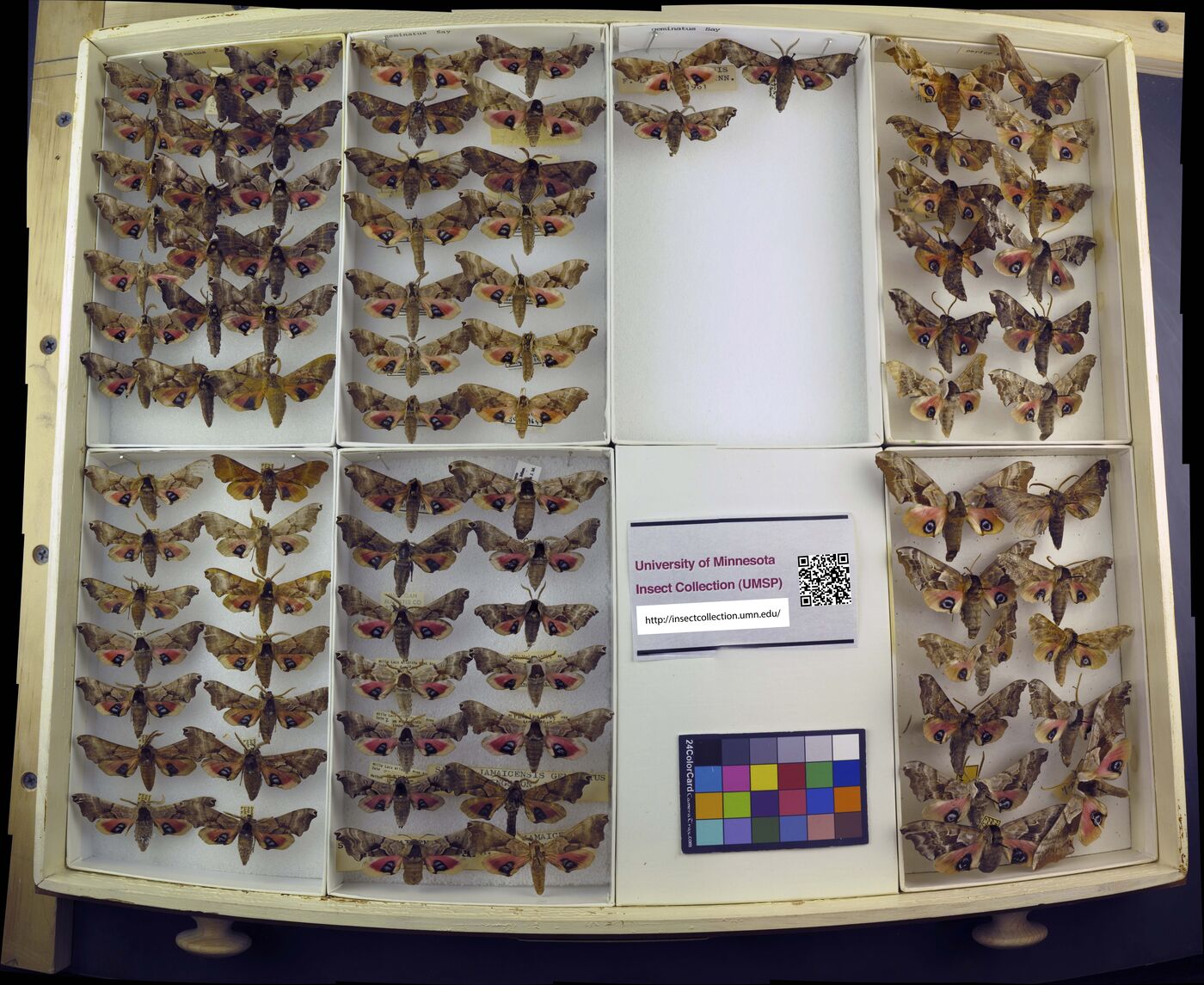 Smerinthus geminatus image