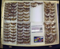 Media resource of Smerinthus geminatus